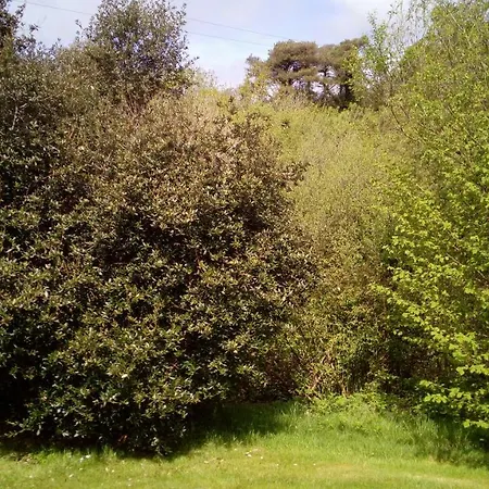 Ballylickey Woodland Vegetarian * バントリー